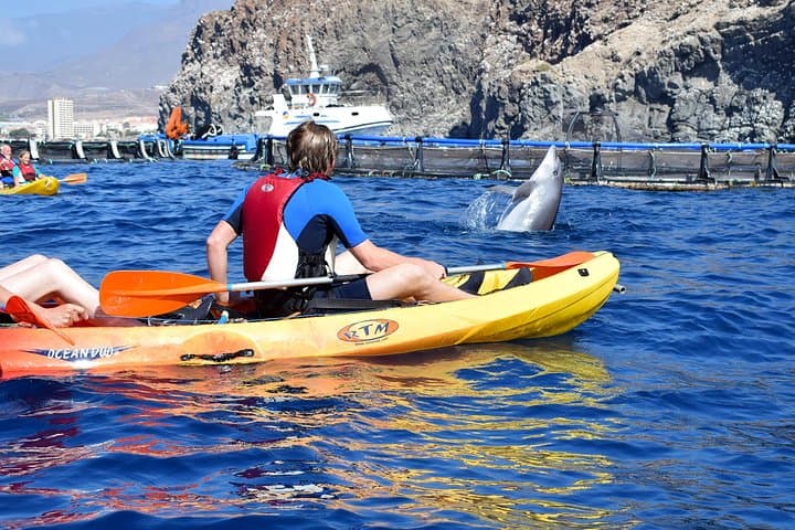 Kayak con delfines en Tenerife - 6