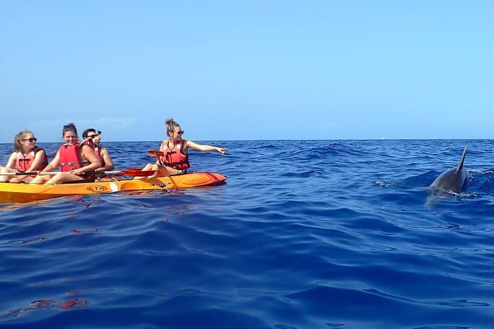 Kayak con delfines en Tenerife - 8