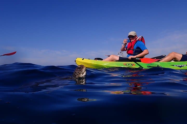 Kayak con delfines en Tenerife - 7
