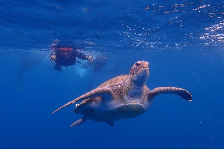 Kayak con delfines en Tenerife - 1