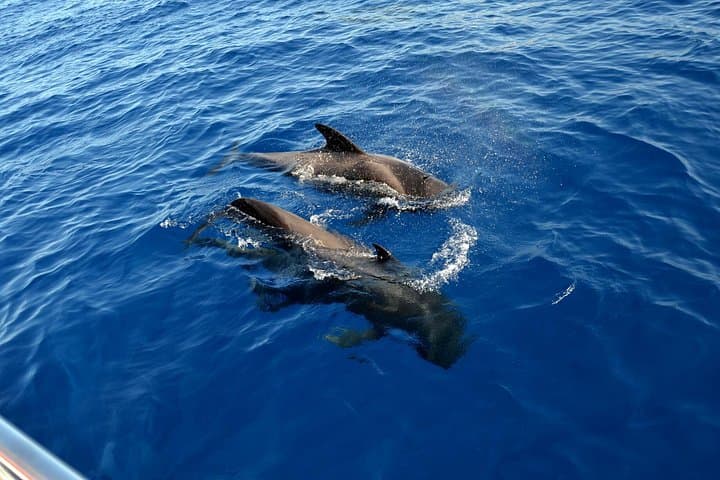 Delfines en acantilados Los Gigantes - 3