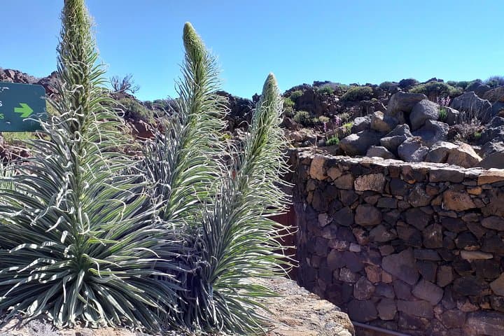 Mirador en Teide - 7