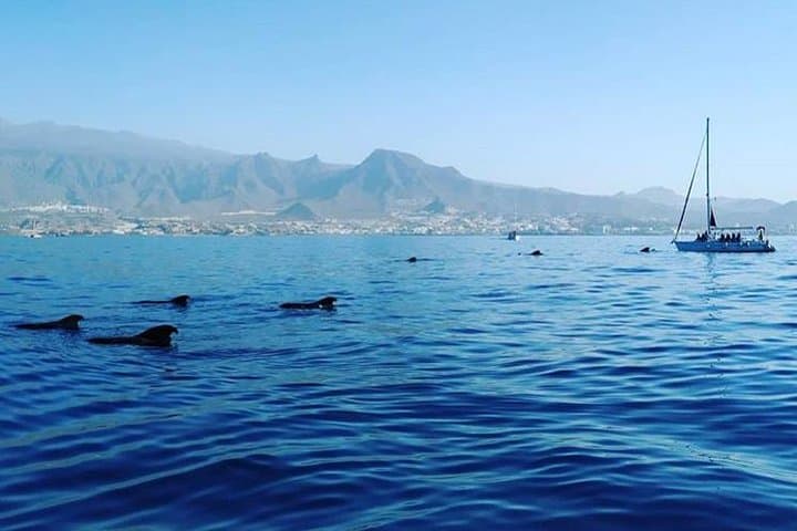 Whale and Dolphin Small Group Sailing from Tenerife South - 5