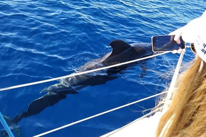 Whale and Dolphin Small Group Sailing from Tenerife South - 4