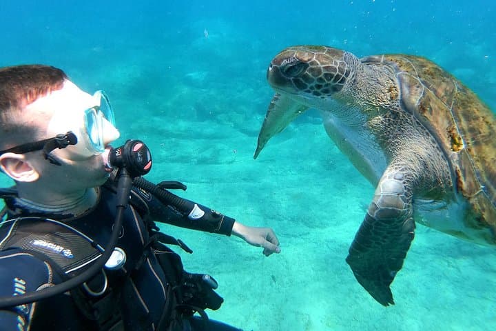 Buceo con tortugas Sitio de buceo en la pared de Palm Mar Tenerife - 1