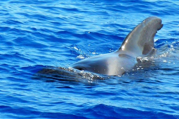 El mejor equipo https://media-cdn.tripadvisor.com/media/attractions-splice-spp-720x480/09/94/68/b6.jpg - 6