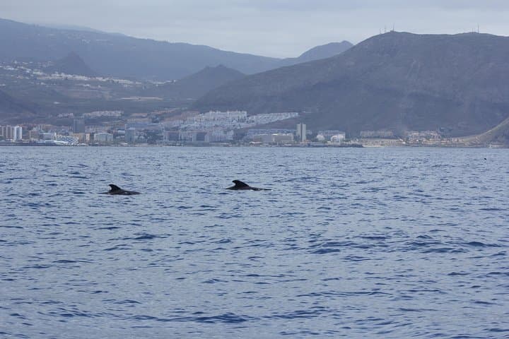 Tour de observación de ballenas y ciencias marinas - 3