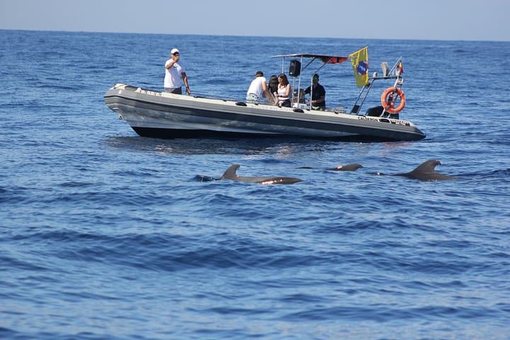 Tour de observación de ballenas y ciencias marinas - 1