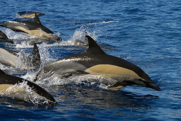 Las familias de ballenas piloto son residentes todo el año del sur de Tenerife. - 6