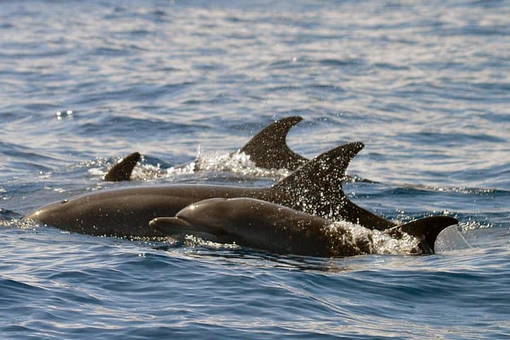 Las familias de ballenas piloto son residentes todo el año del sur de Tenerife. - 7
