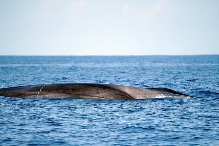 Las familias de ballenas piloto son residentes todo el año del sur de Tenerife. - 3