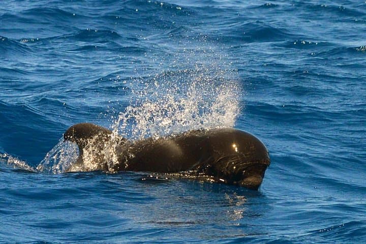 Las familias de ballenas piloto son residentes todo el año del sur de Tenerife. - 8