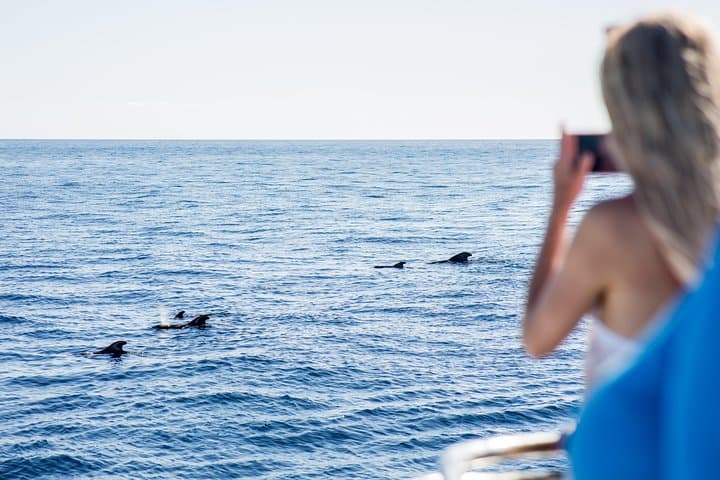 Delfines - 8