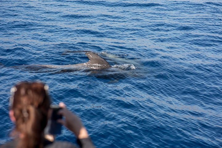 Delfines - 3