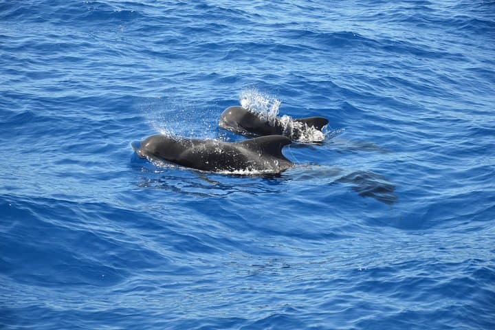 Avistamiento de ballenas Eco-Tour regulado por Blue Boat Certification - 1