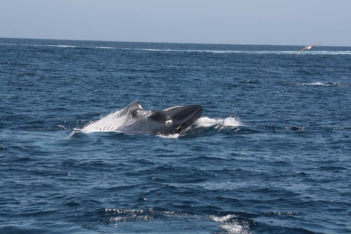 Avistamiento de ballenas Eco-Tour regulado por Blue Boat Certification - 3