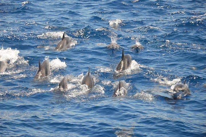 Avistamiento de ballenas Eco-Tour regulado por Blue Boat Certification - 6