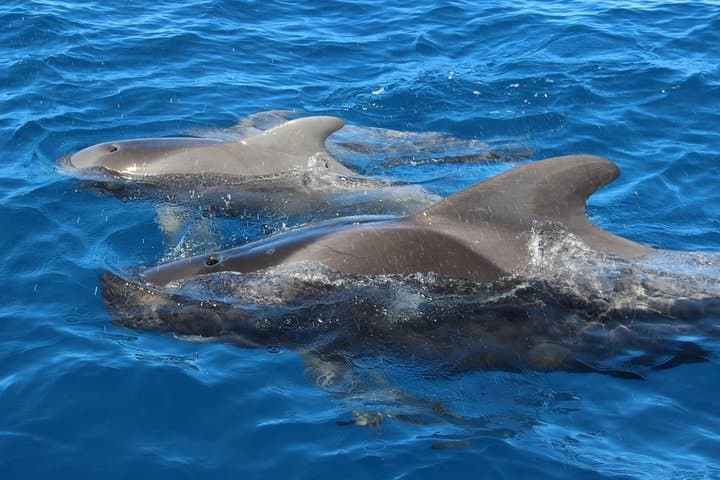 Costa Adeje: Avistamiento de cetáceos en Tenerife Sur - 5