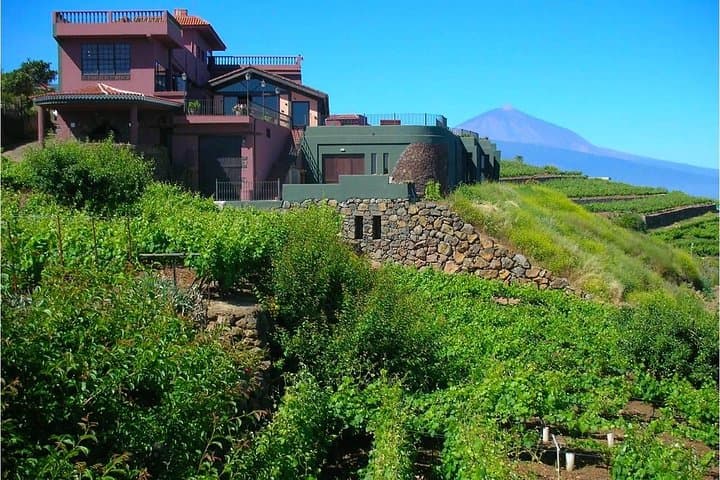 Volcán Teide y viñedos Monje - 5