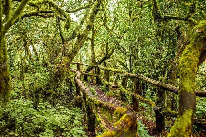 Excursión de un día a La Gomera desde Tenerife - 1