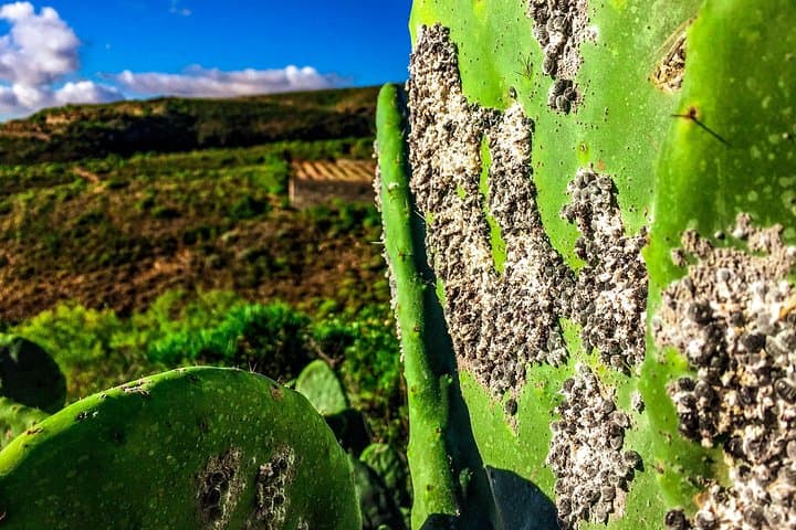 Paisajes escondidos únicos en el sur de Tenerife - 8