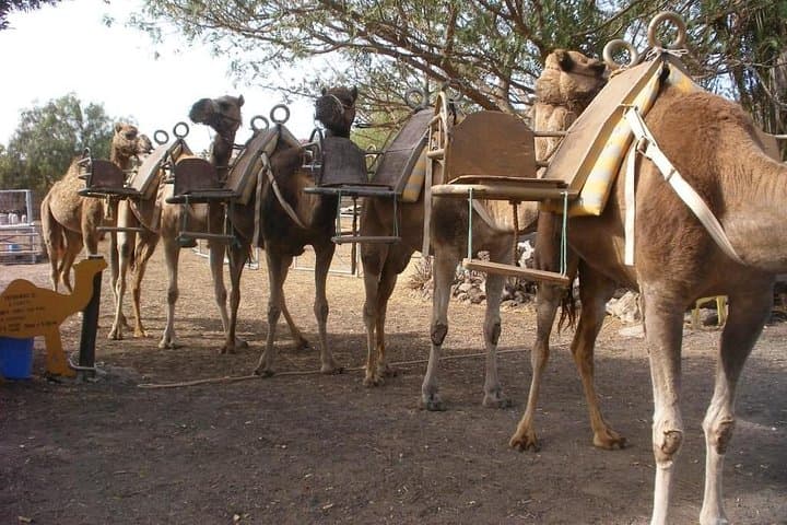 Skip the Line: Camel Park Tenerife Ticket - 1