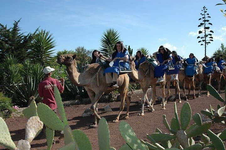 camello - 2