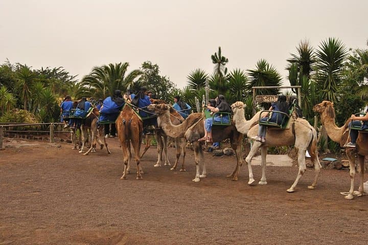 camello - 4