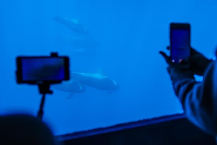 Ballenas piloto - 6