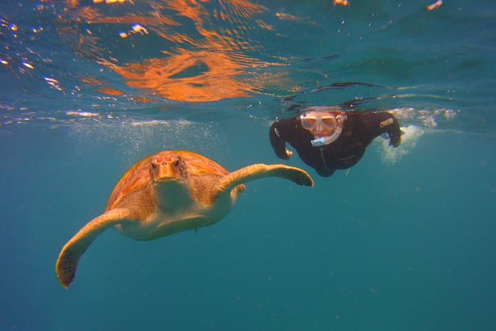 Snork Snork - 4