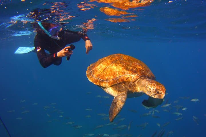 Snork Snork - 2