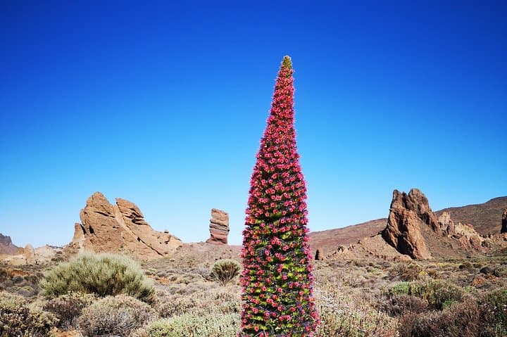 Teide National Park - 5