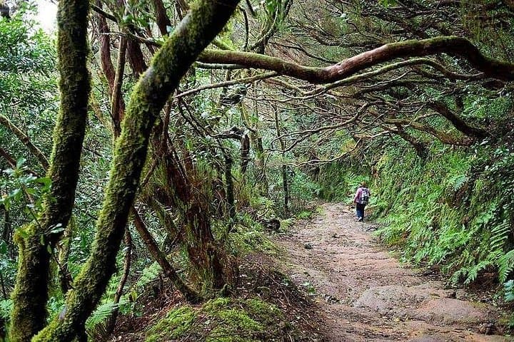 Excursión privada VIP a las montañas y la selva de Anaga en Tenerife - 2