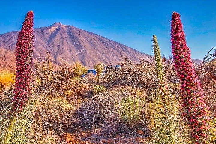 Excursión privada de 8 horas en tierra al teleférico de El Teide + con guía y conductor - 5