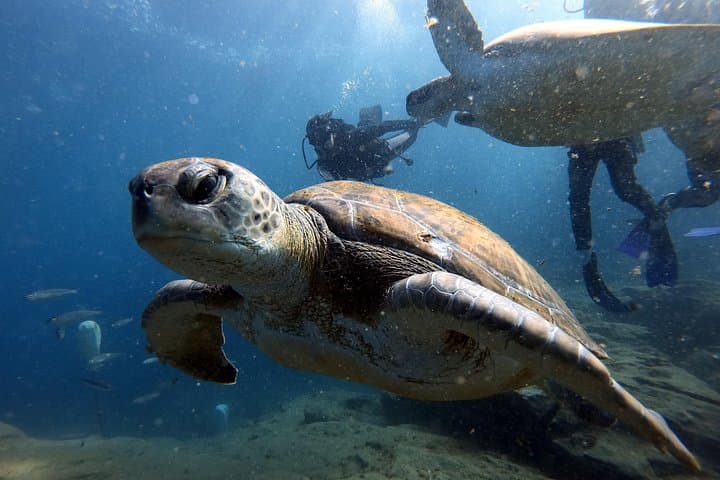 Curso de buceo PADI en Costa Adeje - 3