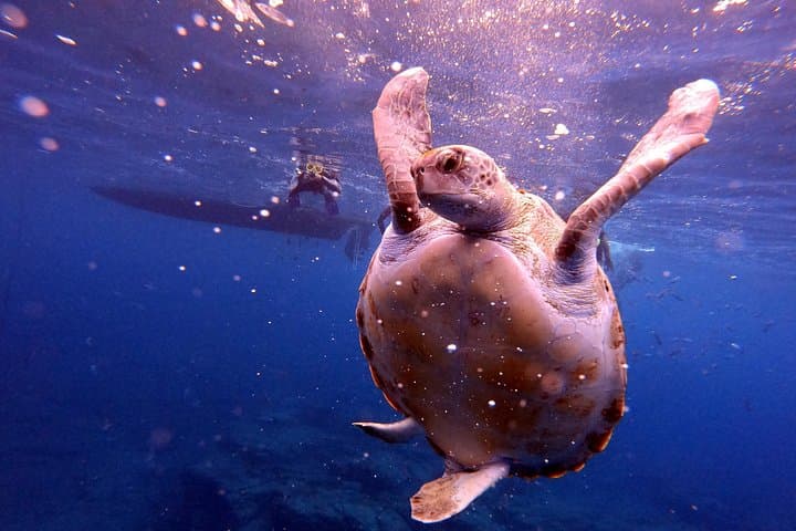 Tour de Snorkel en Tenerife en Hábitat de Tortugas - 6