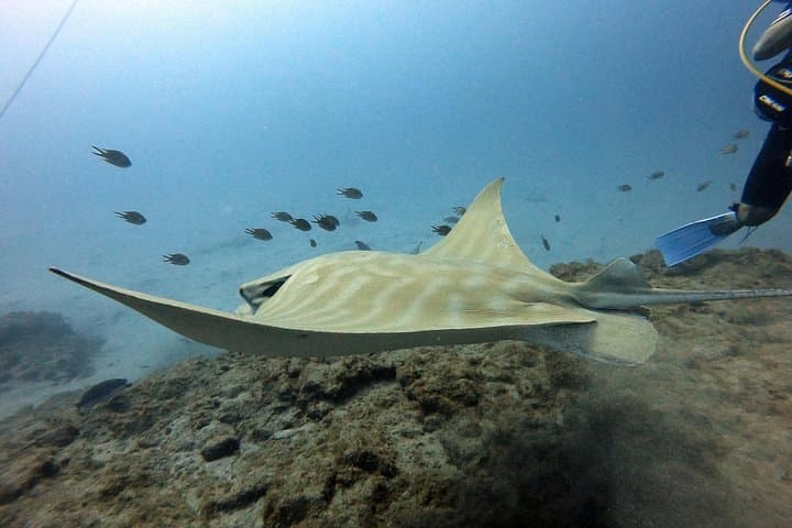 Curso de buceo PADI en Costa Adeje - 7