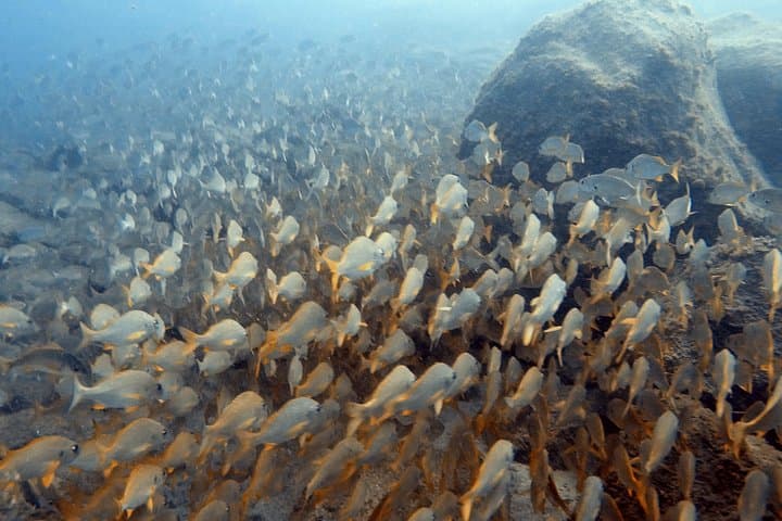 Curso de buceo PADI en Costa Adeje - 6