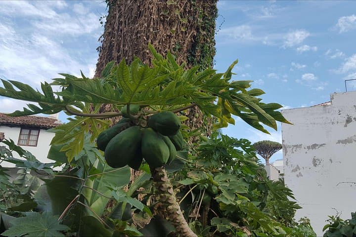 Excursión privada en tierra en Tenerife desde su crucero - 4