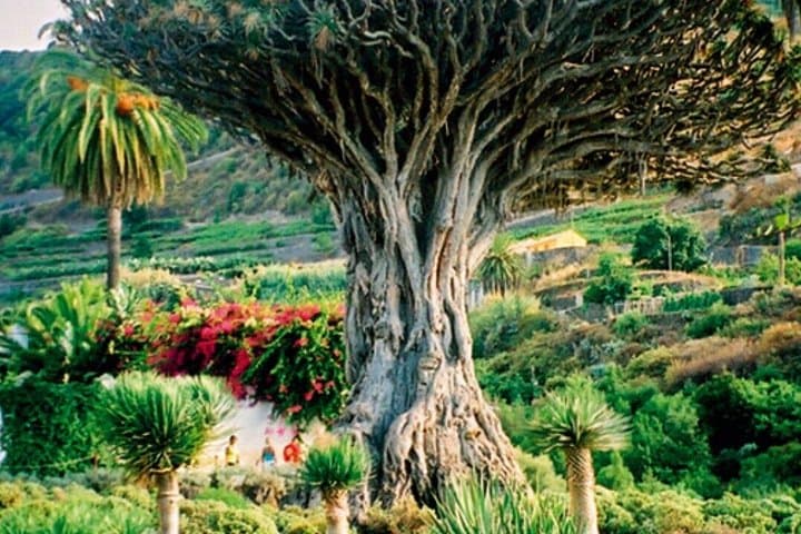 MILLENARY TREE, ICOD DE LOS VINOS - 1
