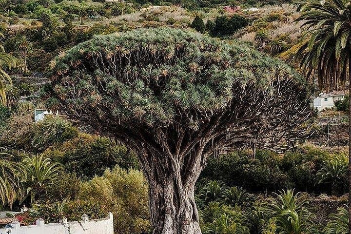 MILLENARY TREE, ICOD DE LOS VINOS - 7