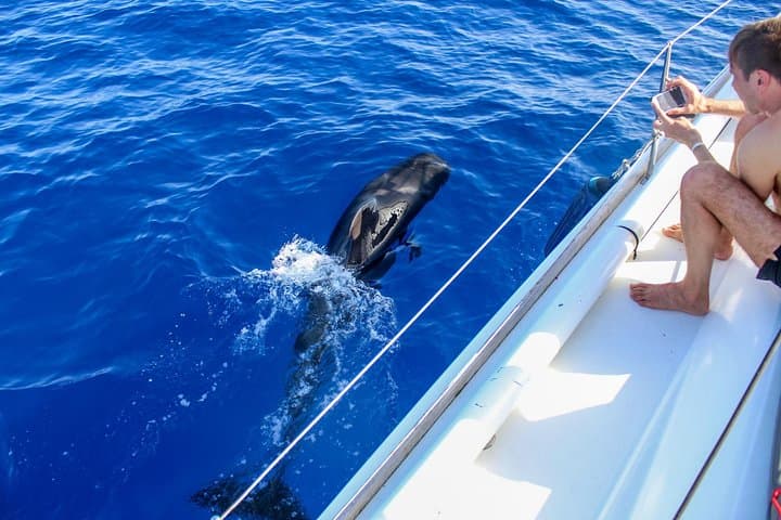 3 Horas Todo incluido en barco a vela para ver ballenas y delfines - 3