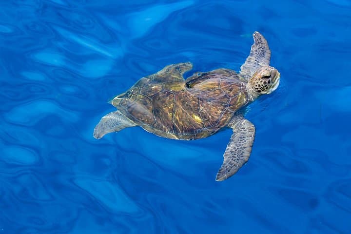 3 Horas Todo incluido en barco a vela para ver ballenas y delfines - 4