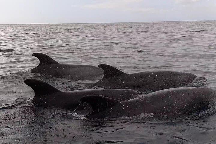 https ://media-cdn.tripadvisor.com/media/attractions-splice-spp - 720x480/0b/c9/ce/d9.jpg - 7