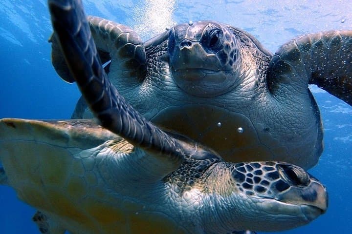 Descubre el buceo: ¡pruébalo por primera vez! - 3