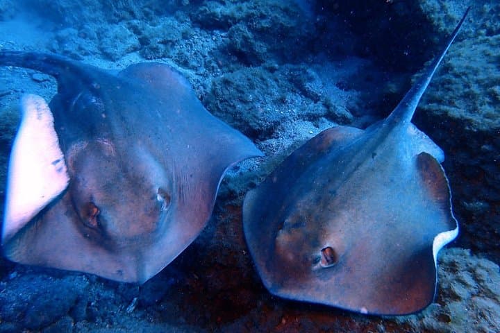 Descubre el buceo: ¡pruébalo por primera vez! - 4