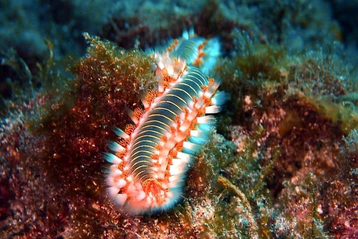 Descubre el buceo: ¡pruébalo por primera vez! - 5