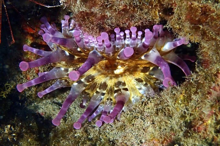 Descubre el buceo: ¡pruébalo por primera vez! - 7