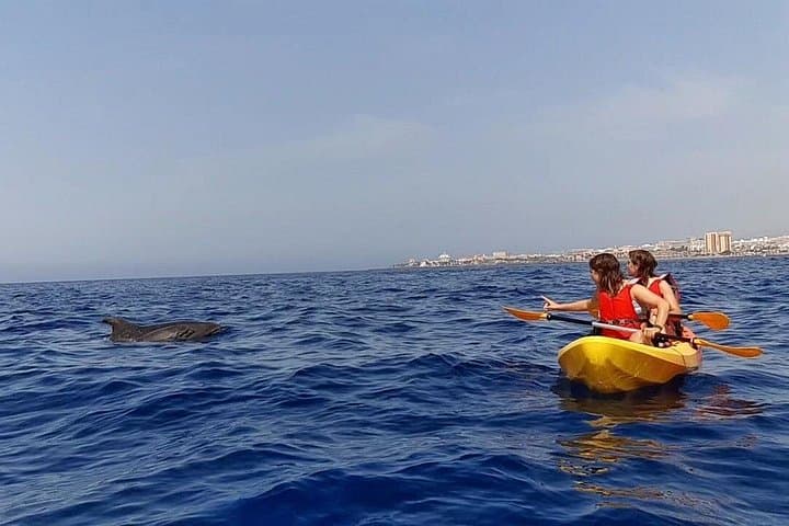 Safari en kayak con avistamiento de delfines y tortugas desde Los Cristianos - 4