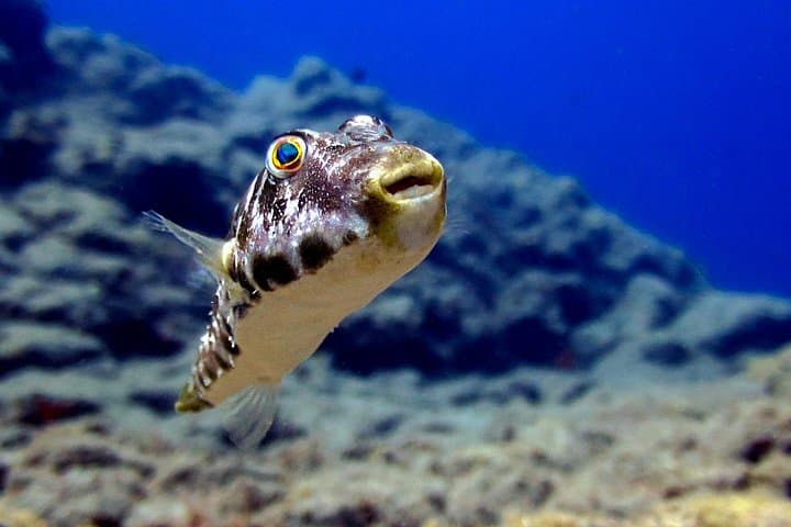BUCEO RECREATIVO (solo buceadores certificados): Explore la vida marina canaria - 2